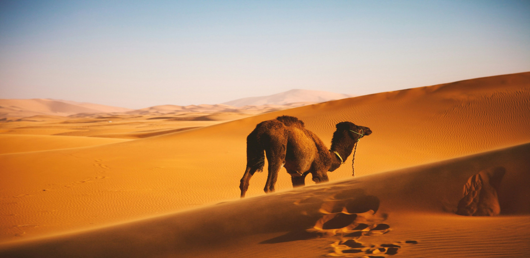 Aventura entre dunes i oasis