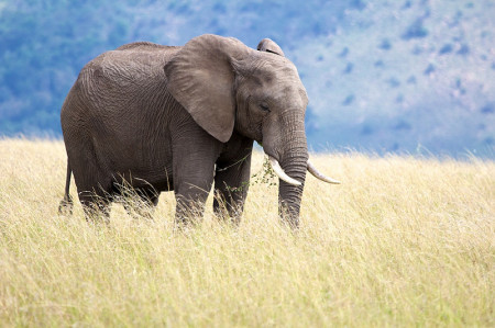 KENIA LEGENDARIA ESPECIAL VERANO