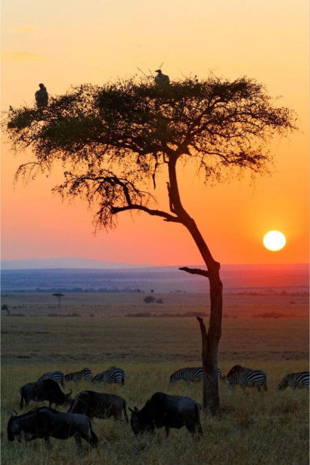 KENIA LEGENDARIA ESPECIAL VERANO