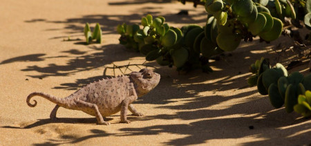 POSTALES DE NAMIBIA