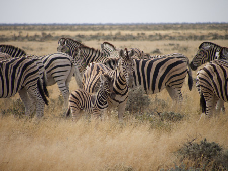 POSTALES DE NAMIBIA