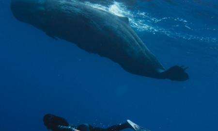 ISLA MAURICIO, EL EDÉN AFRICANO