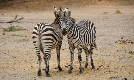 SAFARI TANZANIA ESPECIAL FIN DE AÑO