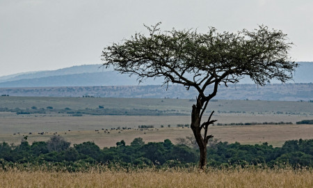 SAFARI TANZANIA ESPECIAL FIN DE AÑO
