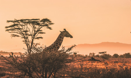 SAFARI TANZANIA ESPECIAL FIN DE AÑO