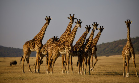 SAFARI TANZANIA ESPECIAL FIN DE AÑO