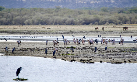 SAFARI TANZANIA ESPECIAL FIN DE AÑO