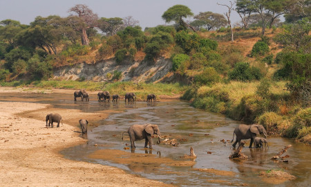 SAFARI TANZANIA ESPECIAL FIN DE AÑO