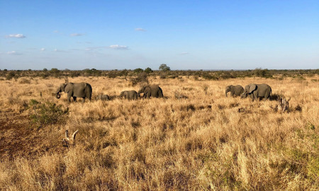 SAFARI TANZANIA ESPECIAL FIN DE AÑO