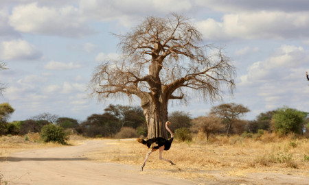 SAFARI TANZANIA ESPECIAL FIN DE AÑO