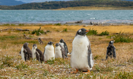 SUDAMÉRICA EN DICIEMBRE: SANTIAGO, GLACIARES, USHUAIA, MALVINAS, MONTEVIDEO Y BUENOS AIRES